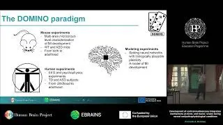 Conrado A. Bosman - Development of cortical multisensory integration mechanisms at micro- and (...)