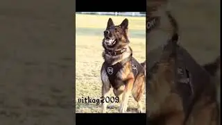 Эдит 👿(немецкая овчарка)😈  Поднимаем Актив Зайки!!!!🤩🐾😁