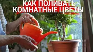 Как поливать комнатные цветы