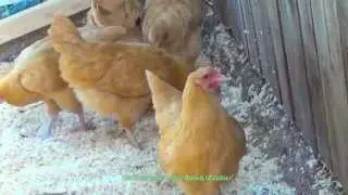 Brown Chickens