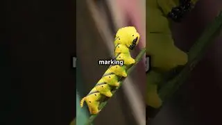 Most Venomous Neon Caterpillars: Nature's Colorful Defenders!