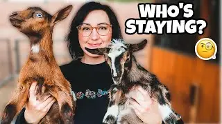 Which BABY GOATS will we keep this year? 👀