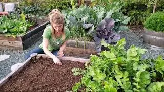 How to Grow Radishes + Succession Planting Tips