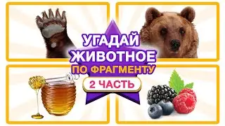 Угадай животное по фрагменту - Части животных - развивающие видео для малышей. Как устроены животные