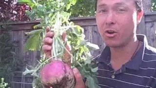 How I eat Raw Fava Beans and Growing Turnips for Greens not Roots