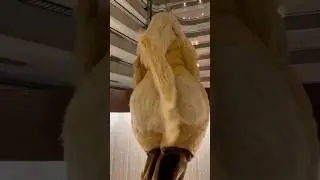 Lux Hound Gets a Great View (Fursuit Butts) 