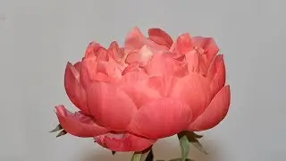 Coral Peony Time-lapse