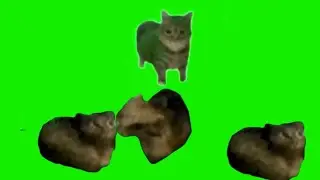 Oiiaoiia Meme Cat Spinning Green Screen Long Version In 4K