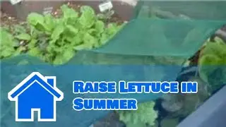 Growing Greens : How to Raise Lettuce in Summer