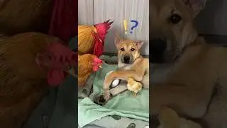 (Click to watch the full version) 😂Dog steals chicks?Rooster and hen come to find you!#funny#cute