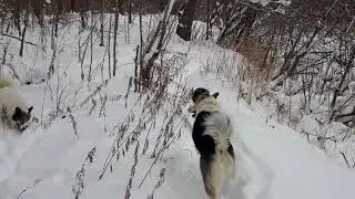 Собаки поймали белку, и... съели её.