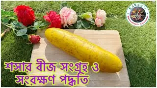 শসার বীজ সংগ্রহ ও সংরক্ষণ পদ্ধতি ॥ বীজ সংগ্রহ ও সংরক্ষণ পদ্ধতি ॥How to preserve seeds