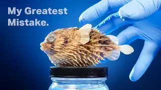 The Truth About My Pufferfish