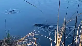 Otters at the Wetlands