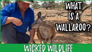 The Wallaroo - Australias Most Wide Spread Macropod