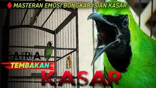 🔴 TEMBAKAN KASAR ‼️MASTERAN CUCAK IJO SATRIA UNTUK MERANGSANG EMOSI DI LAPANGAN