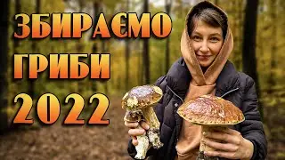 У пошуках грибів. Збір грибів 2022. Білі гриби в Житомирській області.