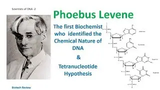 Phoebus Levene | The first man who identified the components of DNA | Tetra nucleotide Hypothesis