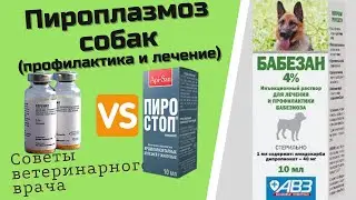 Профилактика и лечение пироплазмоза и бабезиоза собак