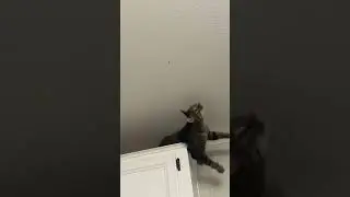 Cat Falls Off Kitchen Cabinet Trying to Catch Bug