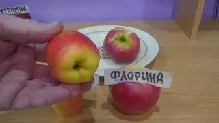 Яблоки Флорина VS Хармони Делорина.