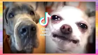 ✅ TikTok Baby Animals - Cute Little Pets