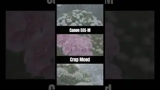 Canon EOS-M crop mood export to DNG Lossless.
