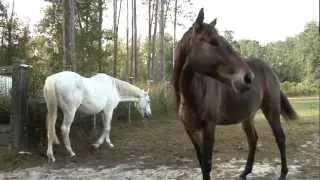 Rare human parasite found in U.S. horse for the first time