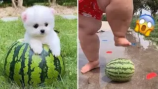 Cute Pomeranian Puppies Doing Funny Things | Cute and Funny Dogs - Mini Pom