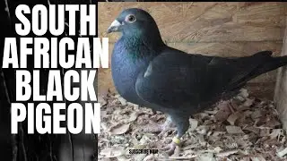 South African Black Pigeon | Black Eagles