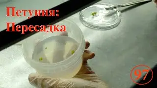 [97] Петуния: пересадка на новую питательную среду. Аглаонема. На очереди аквариумные растения