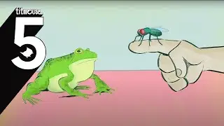 FROG AND FLY BFF by James Sugrue - Titmouse 5 Second Day