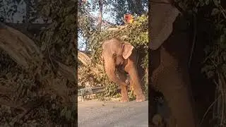 Elephant 🐘