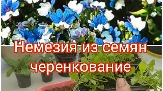 НЕМЕЗИЯ ИЗ СЕМЯН , ЧЕРЕНКОВАНИЕ. ЧТО С МОИМИ ТОМАТАМИ ? НУЖЕН ВАШ СОВЕТ.