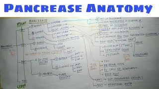 Pancrease Anatomy | Part 2 | Relation of Head of Pancrease | TCML