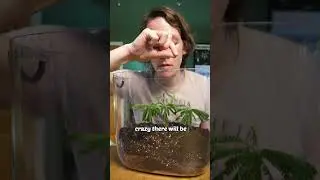 this sealed terrarium WILL outlive me