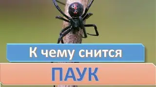 К чему снится ПАУК | СОННИК