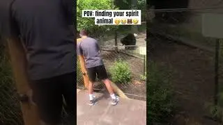 POV: Finding Your Spirit Animal 🤭😭🐻🤣 #shorts #viral #fypシ