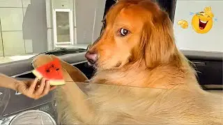 Funniest Confused Pets Compilation 😹🐶 | Cats & Dogs Will Crack You Up!