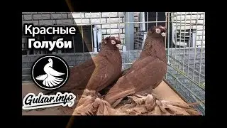 КОЛЛЕКЦИЯ КРАСНЫХ ДВУХЧУБЫХ ГОЛУБЕЙ PIGEONS  TAUBE 