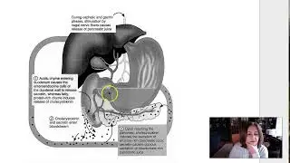 Week 15 Lecure 1 Pancreas, Liver, Gallbladder