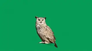 Owl green screen video | Owl green screen no copyright