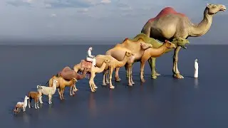 Camel size comparison #animation #animals