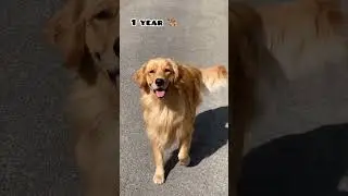 45 days Vs 1 year golden retriever transformation 