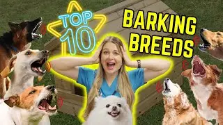 Top 10 Dog Breeds that BARK the most!? | Dr. Lindsay Butzers Veterinarian Opinion