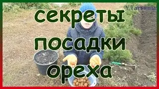 Секреты осенней посадки ореха из семян. Посадка грецкого ореха.