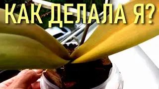 СНАДОБЬЕ ДЛЯ ОРХИДЕЙ, КОТОРОЕ ЕСТЬ У КАЖДОГО! ПОМОГЛО МНЕ, ПОМОЖЕТ И ВАМ! РЕАНИМАЦИЯ ОРХИДЕИ 100%!!!