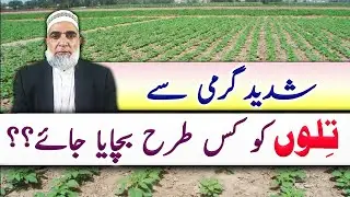 How to protect Sesame crop from Heat Wave || Crop Reformer