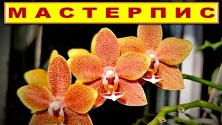 МАСТЕРПИС TABLE MASTERPIECE Phal - ОСЕННИЙ ПОЦЕЛУЙ ПОСЛЕ ЖАРКОГО ЛЕТА! ОБЗОР СОРТА, УХОД. ЦВЕТЕНИЕ!