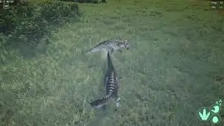 Bullying even more Ceratos as Tenos  The Isle Evrima 6 5 stress test